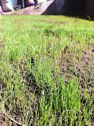 How To Grow Grass Growing Grass Outdoor Paradise Grass