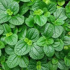 Creeping charlie has creeping stems and very fine hairs all over the plant. Wholesale Pilea Creeping Charlie Rooted Plug Liners