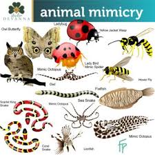 They say that mimicry is the sincerest form of flattery, but i still think i'm being mocked when he acts just like me. This 84 Piece Animal Mimicry Clip Art Set Will Help Teach Students How Animals Use Both Batesian And Mullerian Mimicry To Captur Animals Mimicry Animal Science