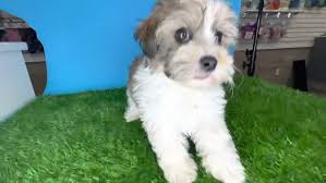 2,046 likes · 12 talking about this. Teddy Bear Puppy Youtube