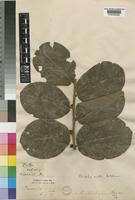 Image result for Bridelia mollis