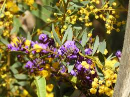 Image result for Phyllanthus caespitosus