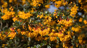 Image result for Berberis darwinii