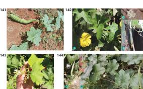 Image result for Peponium sp. A