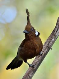 Bird Red Head Brown Body Pin On Birds