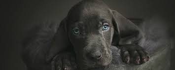 Why buy a vizsla puppy for sale if you can adopt and save a life? White River Kennels Weimaraner And Vizsla Puppies For Sale