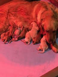 They'll be 6 weeks old on april 27. Alabama Golden Retrievers Facebook