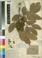 Image result for Isoberlinia tomentosa