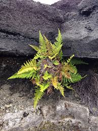 Image result for Pityrogramma aurantiaca