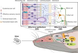 Image result for Drug-Induced Olfactory Dysfunction