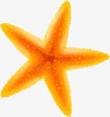 Yellow Cartoon Starfish Cartoon Starfish Starfish Cartoon Clip Art