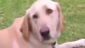 Fantasztikus küldetés (teljes film magyarul). Nem Harap Ez A Kutya Dikaz Madlipz Youtube