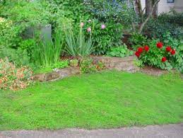 Low growing flowers for lawn. Replace Your Lawn With These Groundcovers Hgtv