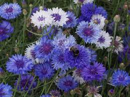 Annual flowers or annual plants are those that live for only one growing season before producing seeds and dying. Best Blue Annual Flowers For Your Garden Hgtv