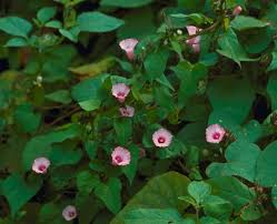Image result for Ipomoea sinensis