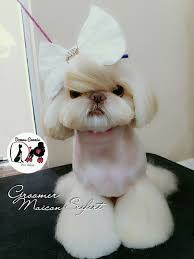 Ahh Como Essa Menininha E Linda Amopet Pets Pet Dog Grooming Dog Haircuts Dog Grooming Business