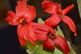 Image result for Petalidium bracteatum