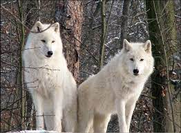 White Wolf 15 Photos Of The Most Amazing Animal In Alaska Arctic Wolves Arctic Wolf Wolf Dog Majestic Animals