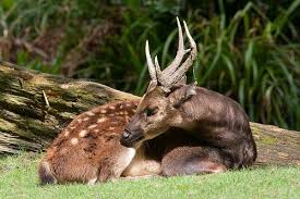 Habitat visayan spotted deer are most common in the dense interior of the islands. 200 Visayan Spotted Deer Ideas Deer Spotted Animals