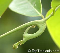 Image result for Artabotrys