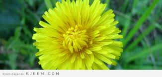 Photo Of فوائد الهندباء للصحة Plants