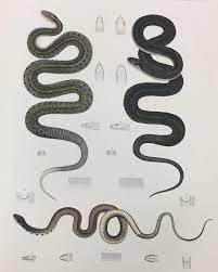 Sarah On Instagram Snakes From Herpetology By Charles Girard 1858 Herpetology Scientific Illustration Snake Illustration Snake Art