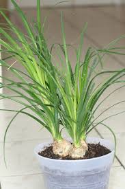 Image result for Beaucarnea recurvata
