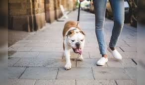 However, you can modify this depending on your pet's breed, size, eating habits, physical condition, and even your time. Dog Walking How Long Should I Walk My Dog For Express Co Uk