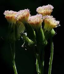 Image result for Craspedorhachis