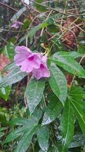 Image result for Ipomoea mauritiana