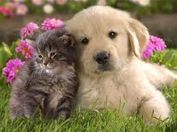 Cute kitten in doll house (the biggest cat in the world). Best Friends Cat Dog Glossy Poster Picture Photo Kitten Puppy Cute Cuddly 486 Cute Cats And Dogs Cute Animal Videos Kittens Cutest Baby