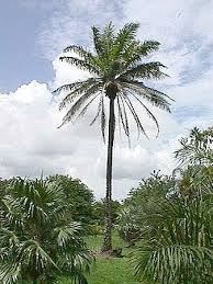 Image result for Elaeis guineensis