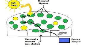 Difference Between Chlorophyll And Chloroplast Chlorophyll Informative Photosynthesis
