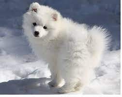 Pin On Puppy Love