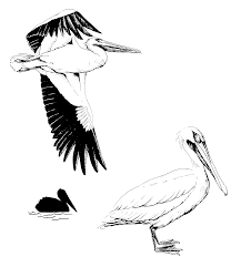 Pelican.gif — Texas Parks & Wildlife Department