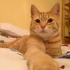 My Cat Wont Eat Or Drink What Can That Mean Cat Day Kitten Love Cats