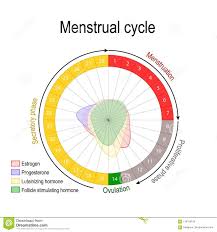 menstrual cycle and hormone level stock vector