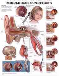 ear nose and throat anatomical charts human anatomy poster