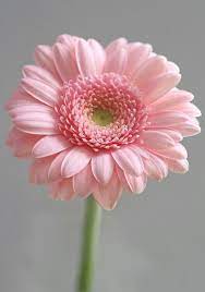 La Fortuna Non E Dovuta Al Caso Ma Alla Fatica Il Costoso Sorriso Della Buona Sorte Si Deve Guadagnare E Dickin Beautiful Pink Flowers Pink Flowers Flowers