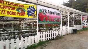Selamat datang ke page homestay kampung taman sedia, cameron. 20130331 074210 Taman Sedia Cameron Highland Youtube