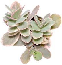 Kalanchoe Fedtschenkoi Variegata Variegated Lavender Scallops Succulents Cacti And Succulents Planting Succulents