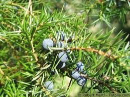 Der wacholder juniperus ist das nadelgehölz, welches auf der erde am weitesten verbreitet und trotzdem in so wird er auch als zierde der heiden bezeichnet. Wacholder Pflege Pflanzen Dungen Schnitt