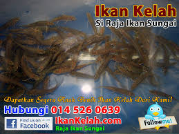 We did not find results for: Anak Benih Ikan Kelah Merah Untuk Dijual