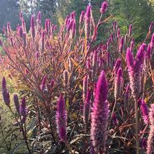 Image result for Celosia