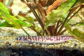 5yr · kuhli · r/bettafish. Care Guide For Kuhli Loaches The Coolest Oddball Fish For Beginners Aquarium Co Op