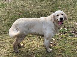 In this video, you get to see a litter of golden retriever puppies growing, playing, becoming mischievous and just generally looking adorable as. Golden Retriever Puppies Valley View Goldens