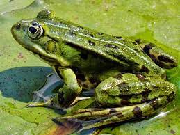Некоторые виды лягушек весят более килограмма. Lyagushka Prudovaya Lat Pelophylax Lessonae