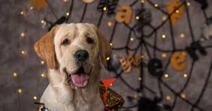 We offer 1000's of female pet names that you can browse and save to view later. 100 Spooktacular Halloween Inspired Dog Names Http Www Dogvills Com