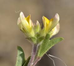 Image result for Lotononis stipulosa