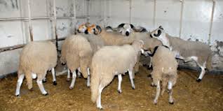 Quels sont les différences et les avantages de ce format ? Elevage Ovin Pour L Aid Une Marge De 27 En Trois Mois La Vie Eco